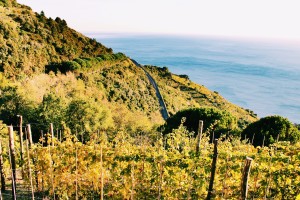 cinque-terre-airbnb