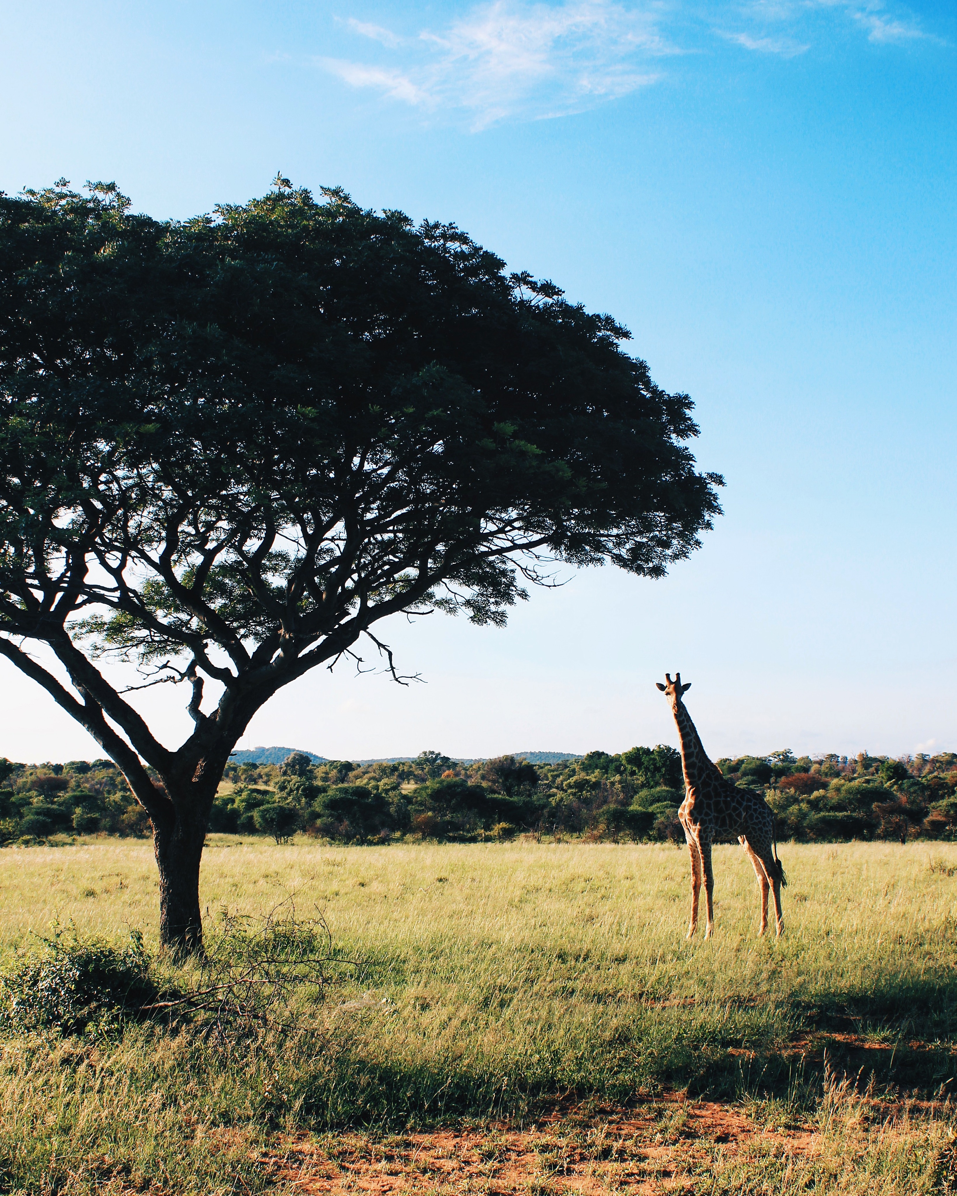 South Africa Safari Mziki Lodge