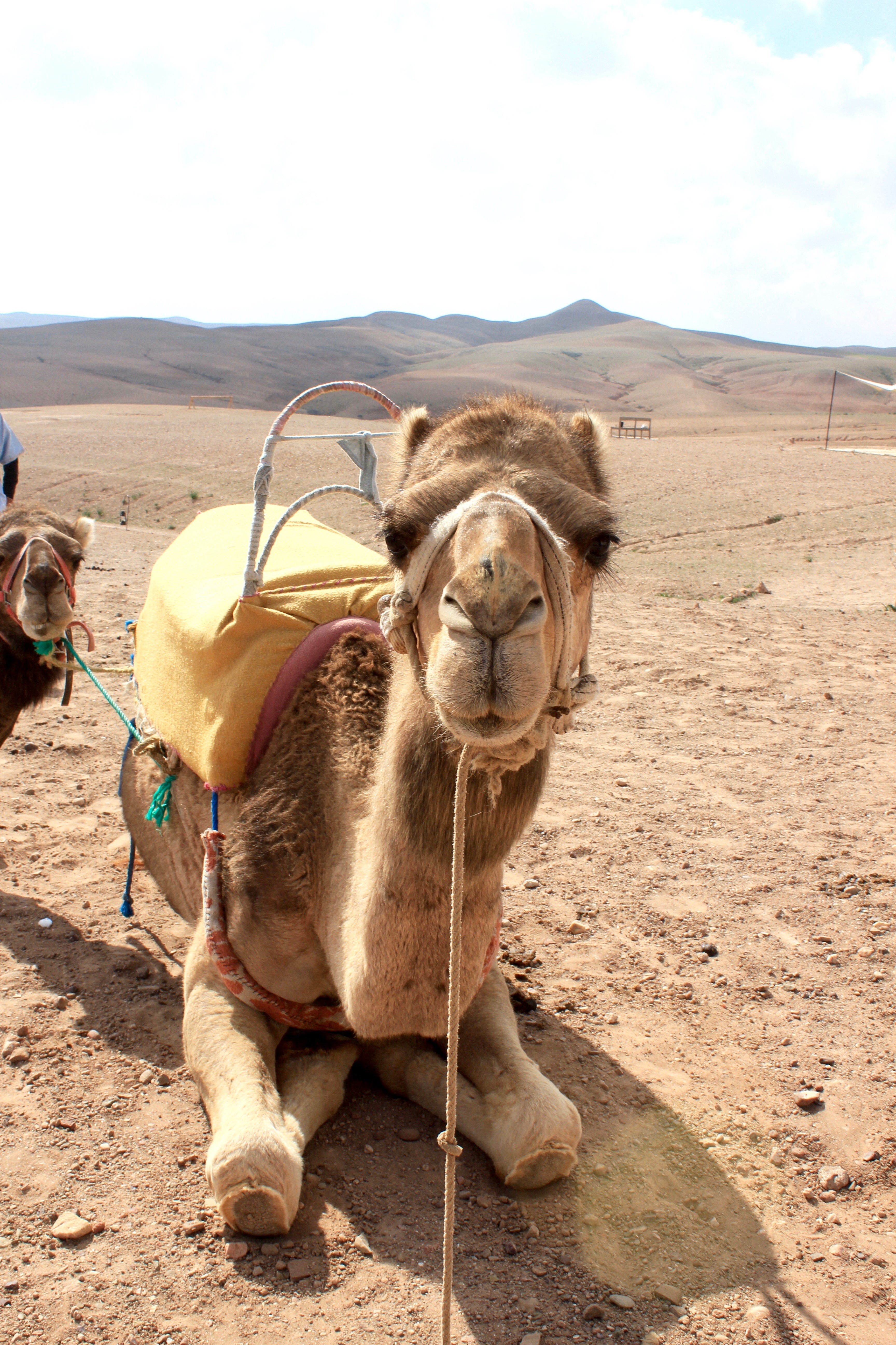 Morocco Glamping at Scarabeo