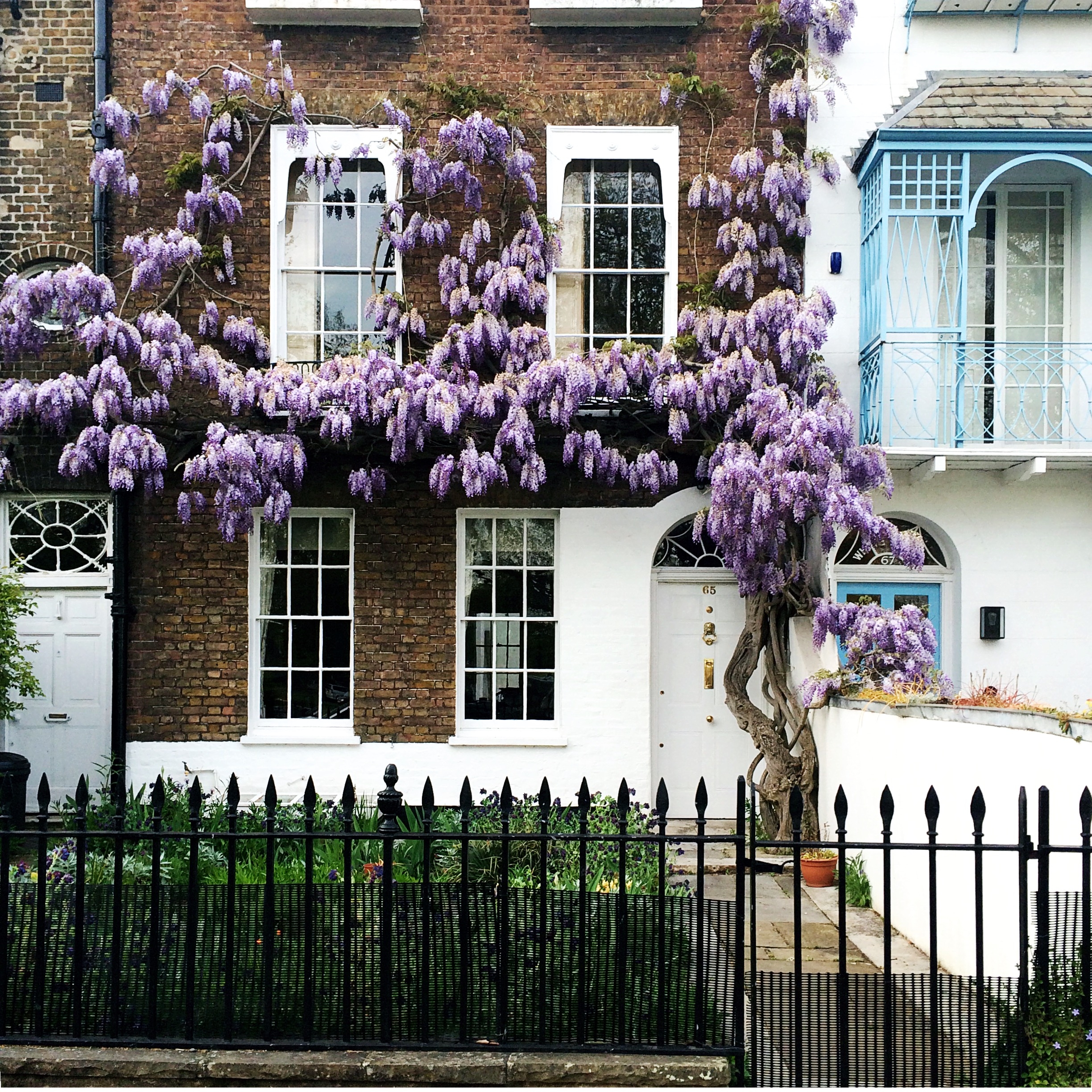 LONDON WISTERIA