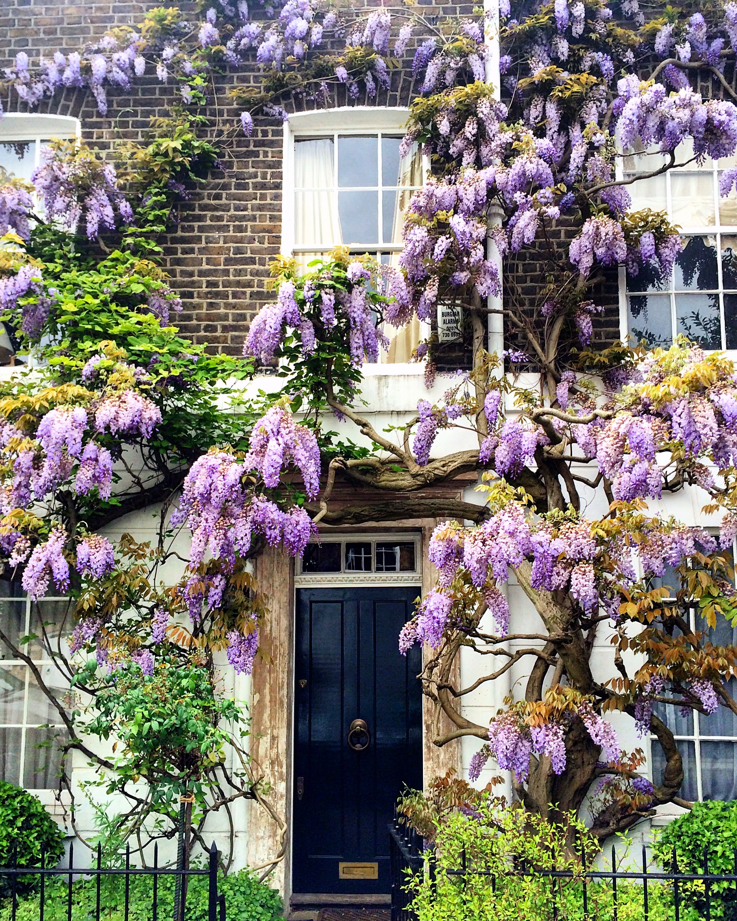 LONDON WISTERIA