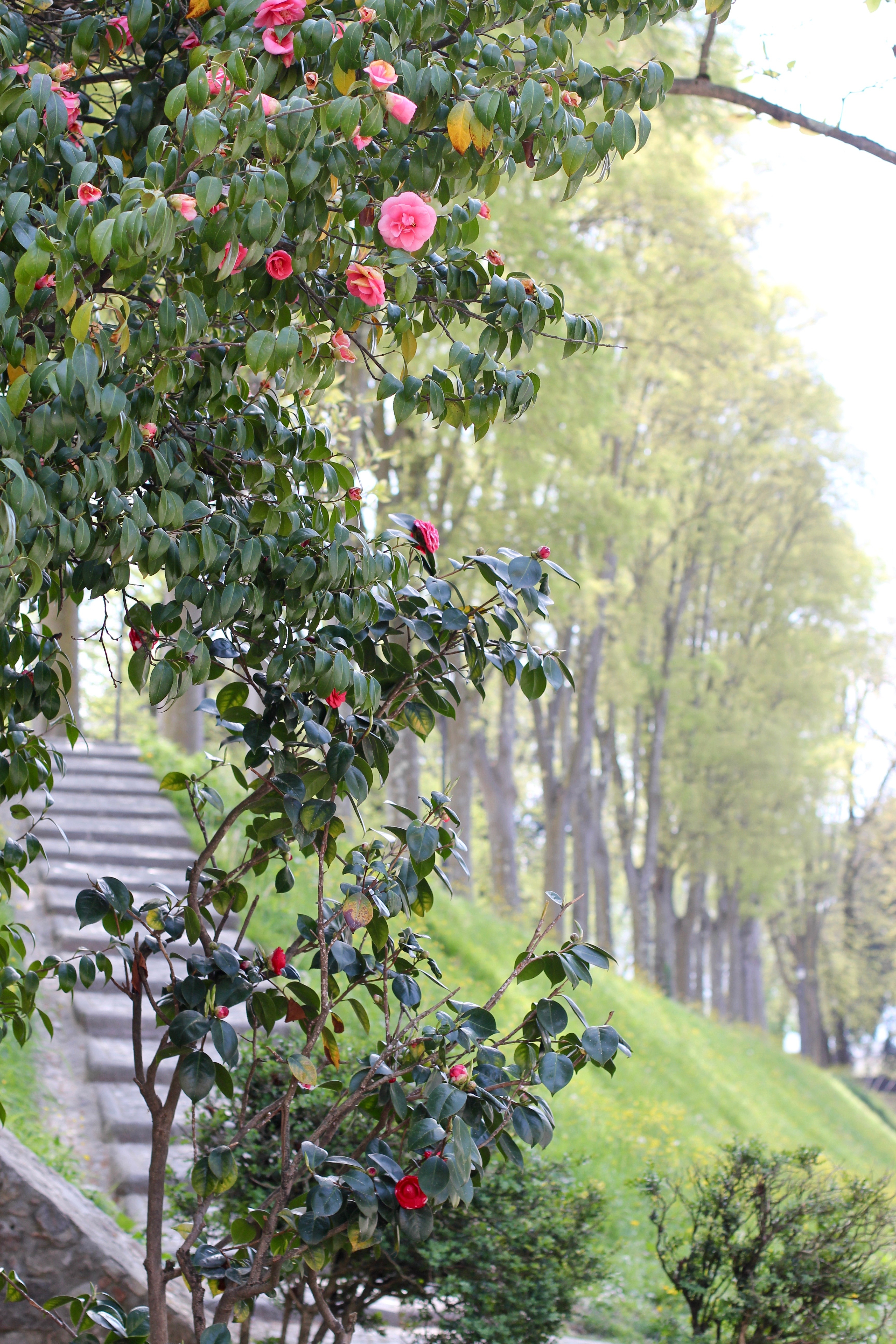 LUCCA, ITALY | the belle abroad
