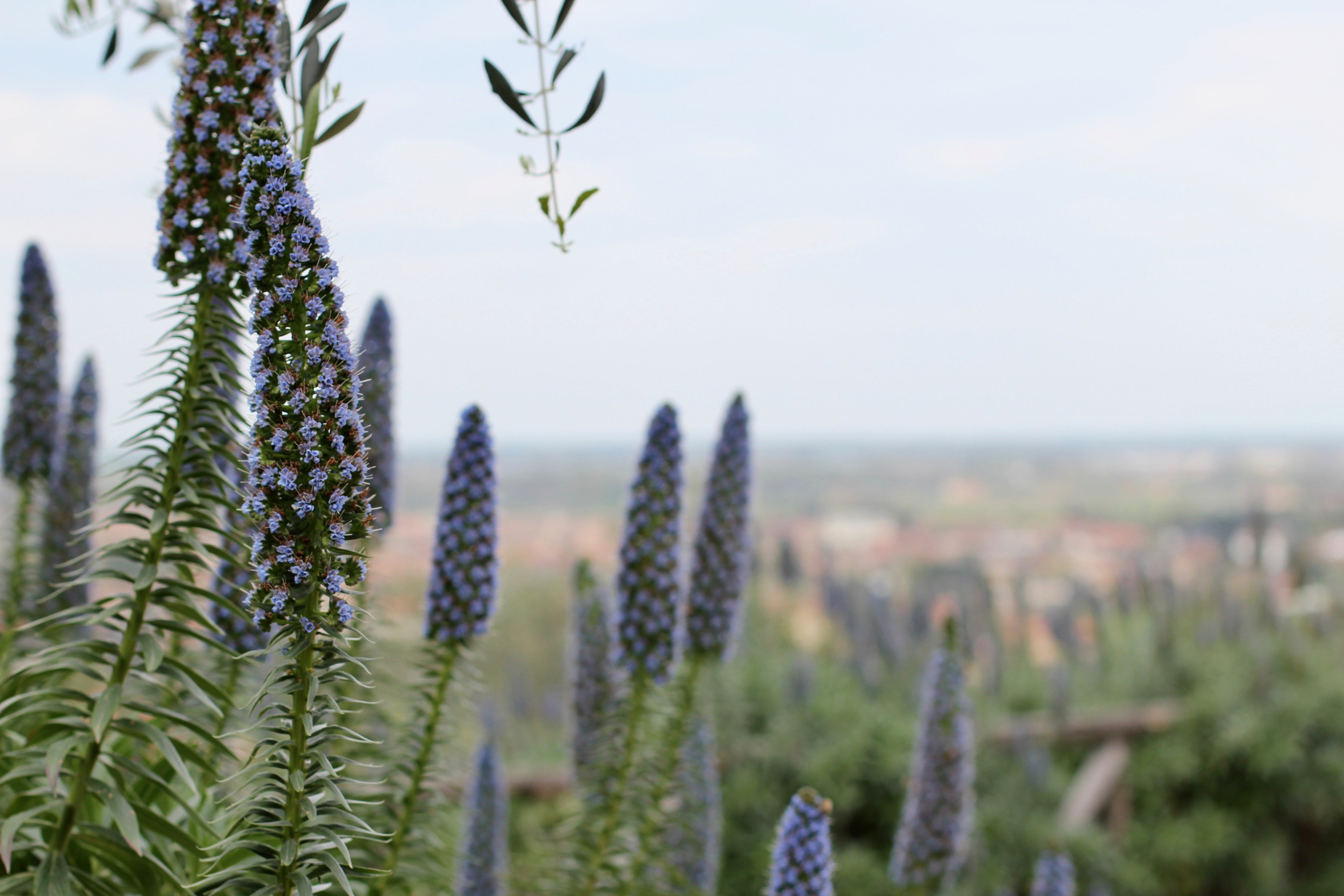 LOCANDA AL COLLE | the belle abroad