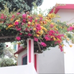 10 THINGS YOU CANT MISS IN MADEIRA | the belle abroad