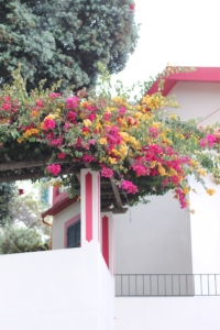 10 THINGS YOU CANT MISS IN MADEIRA | the belle abroad