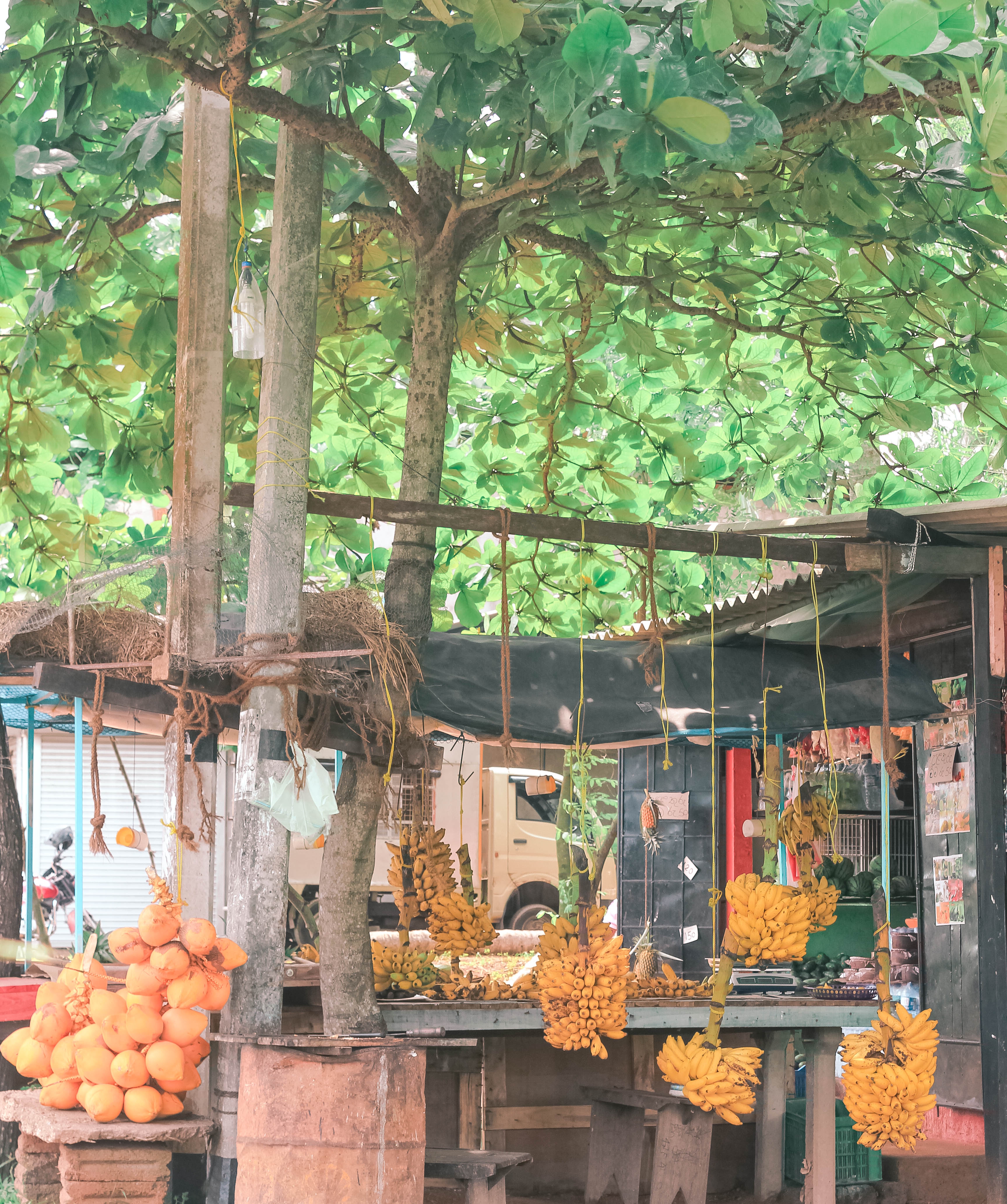 5 THINGS YOU CANT MISS IN KANDY SRI LANKA | the belle abroad
