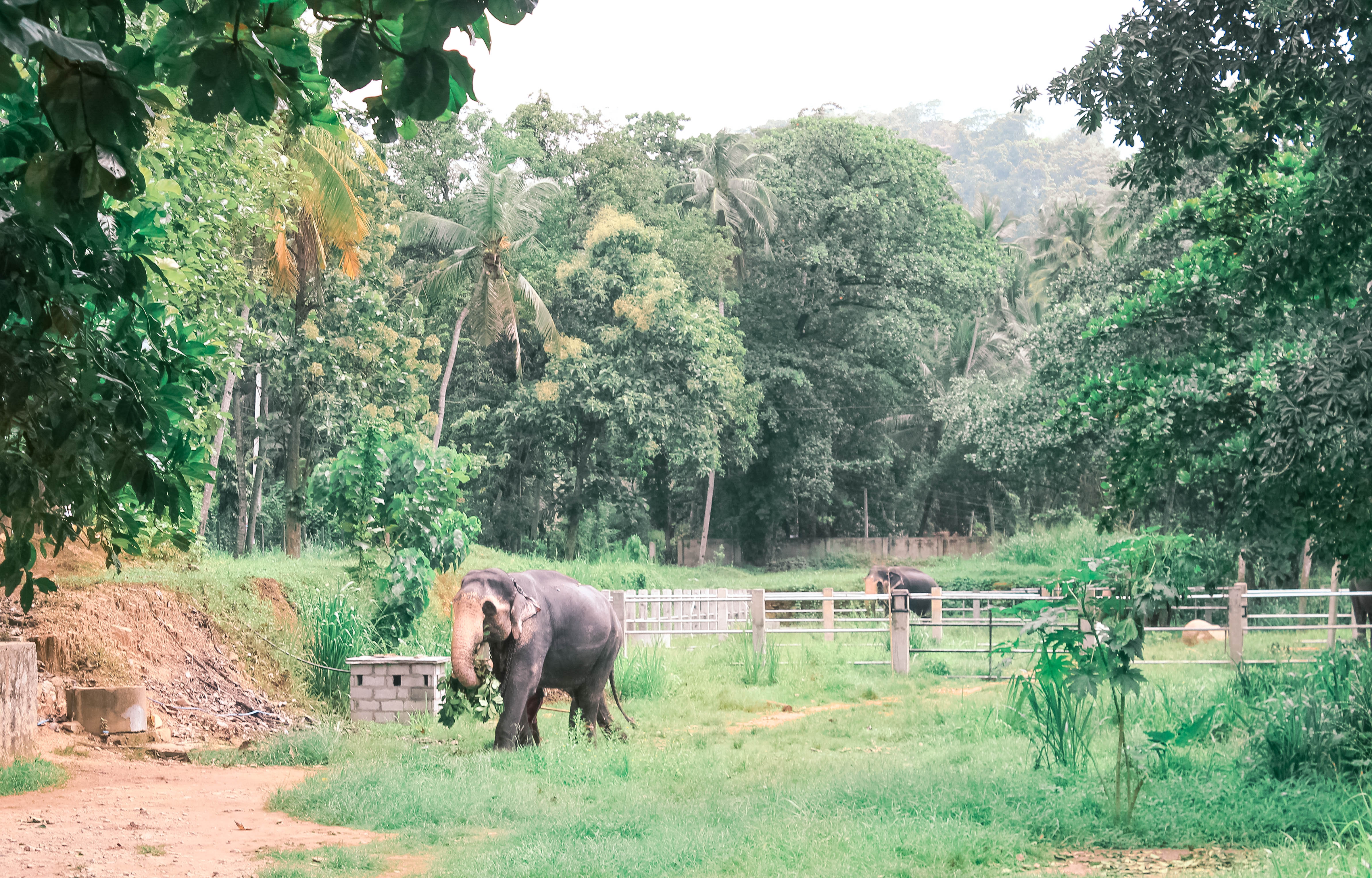 5 THINGS YOU CANT MISS IN KANDY SRI LANKA | the belle abroad