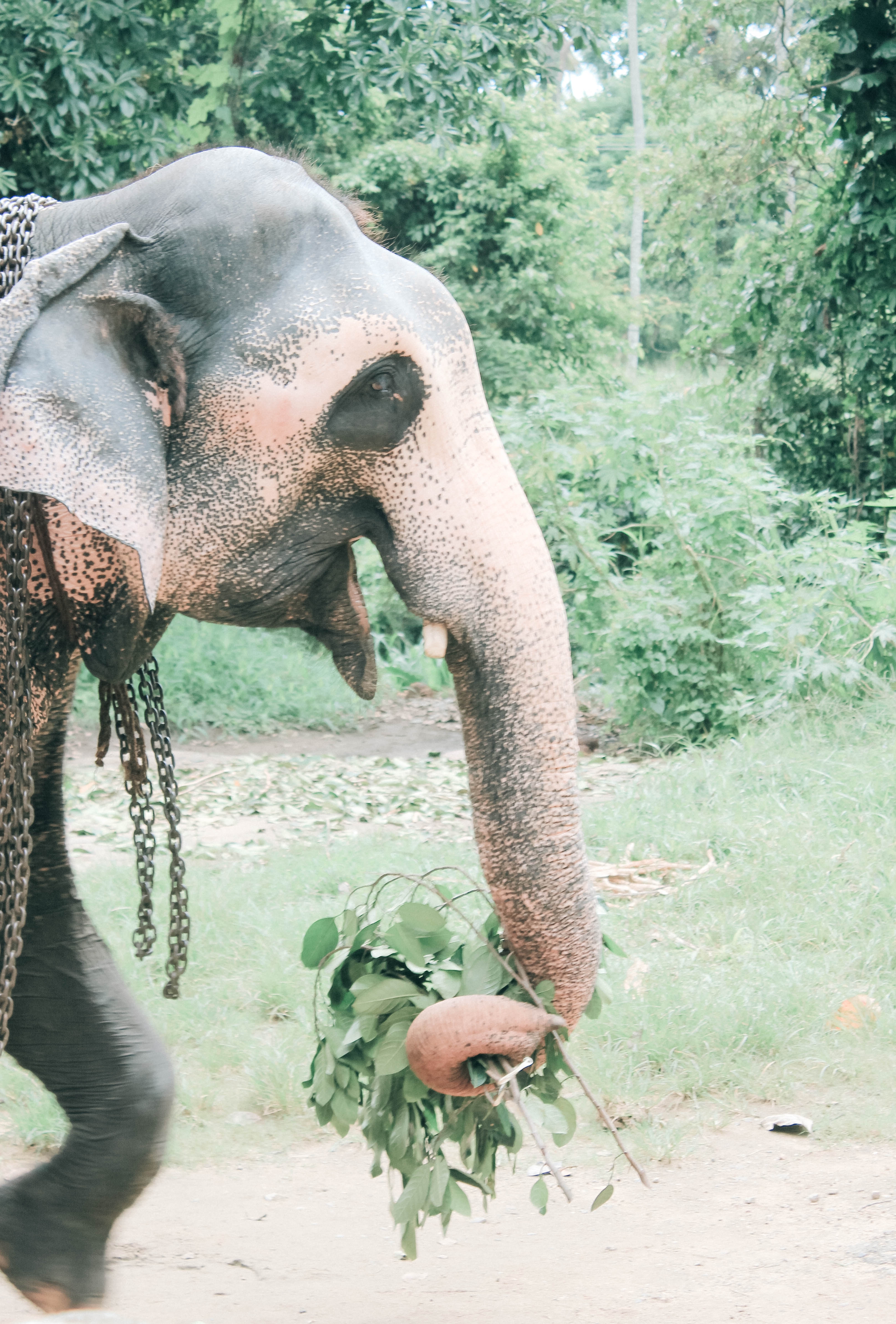 5 THINGS YOU CANT MISS IN KANDY SRI LANKA | the belle abroad