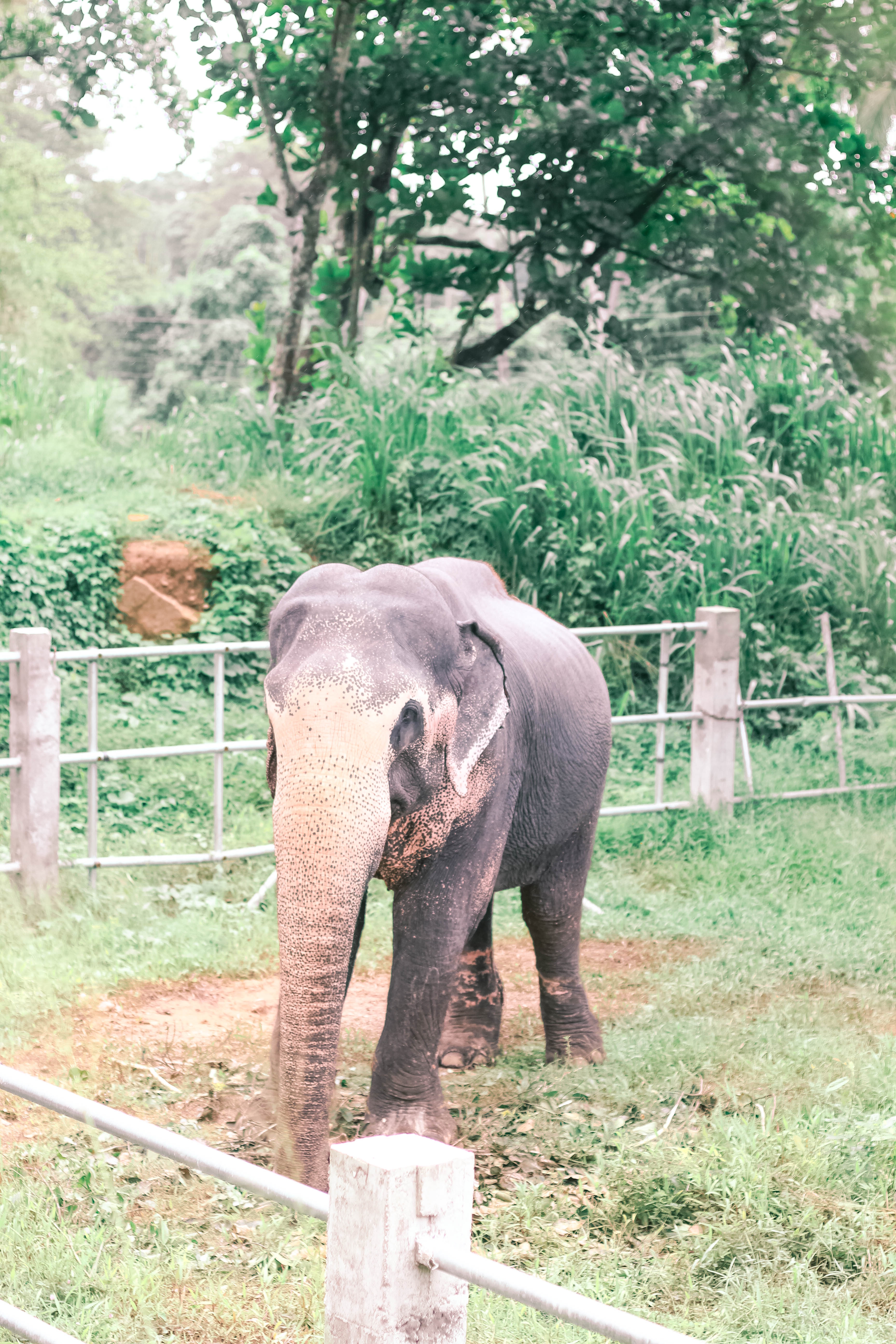 5 THINGS YOU CANT MISS IN KANDY SRI LANKA | the belle abroad