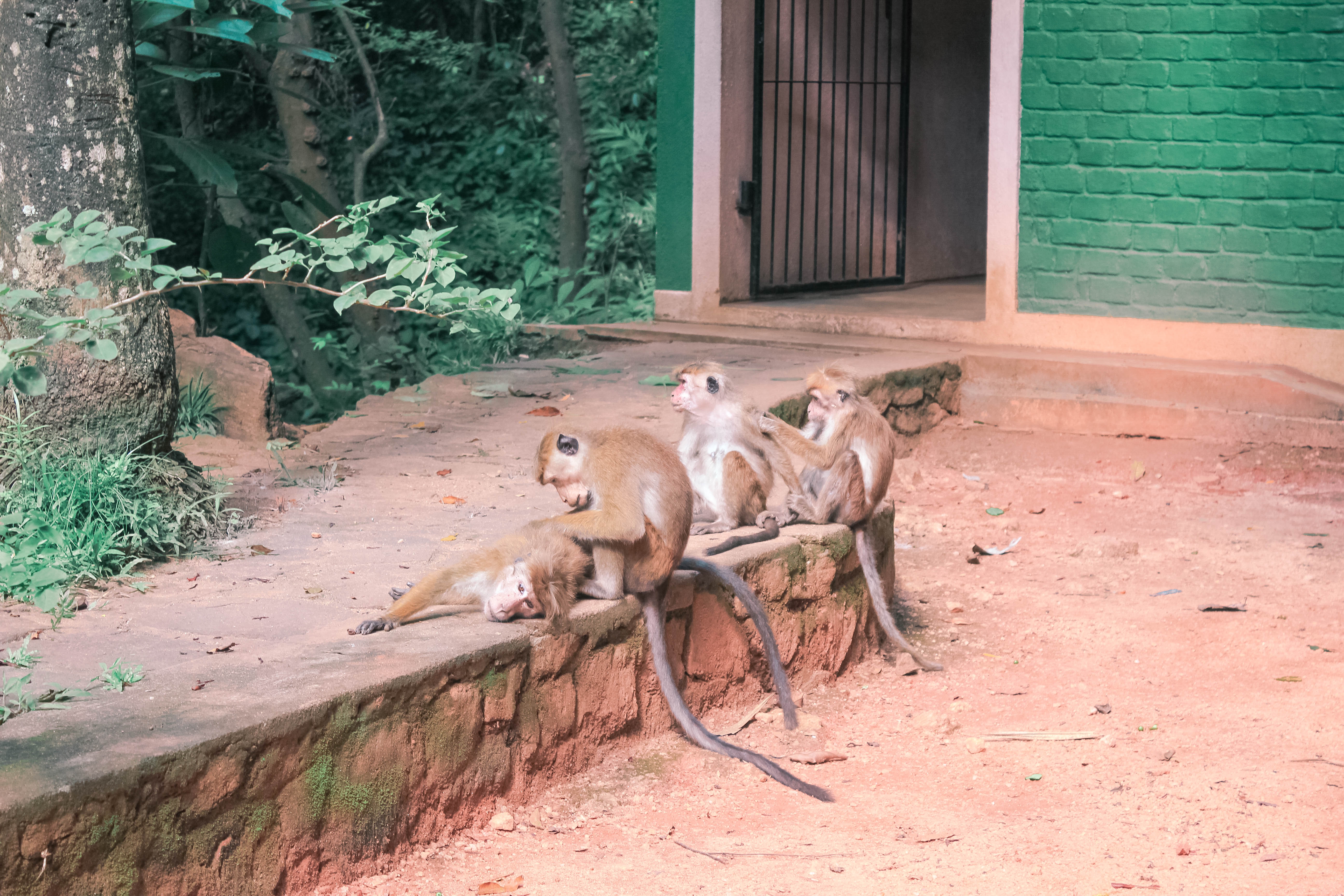 5 THINGS YOU CANT MISS IN KANDY SRI LANKA | the belle abroad