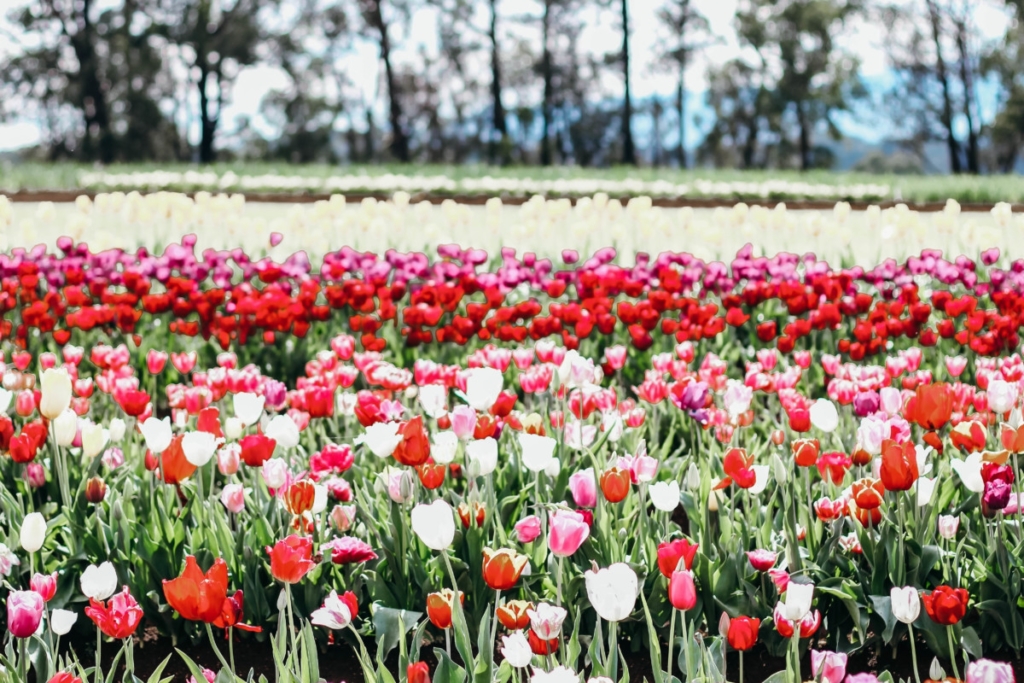 Melbourne Tulips Poppy Dress | the belle abroad