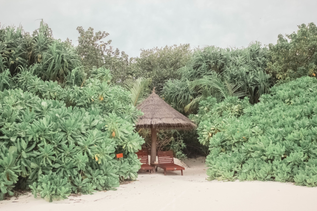 COCO PALM DHUNI KOLHU